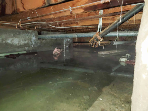 Best Mold removal after water damage  in Piketon, OH