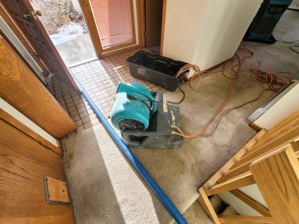Best Mold removal after water damage  in Piketon, OH